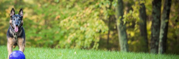 dshilale Profile Banner