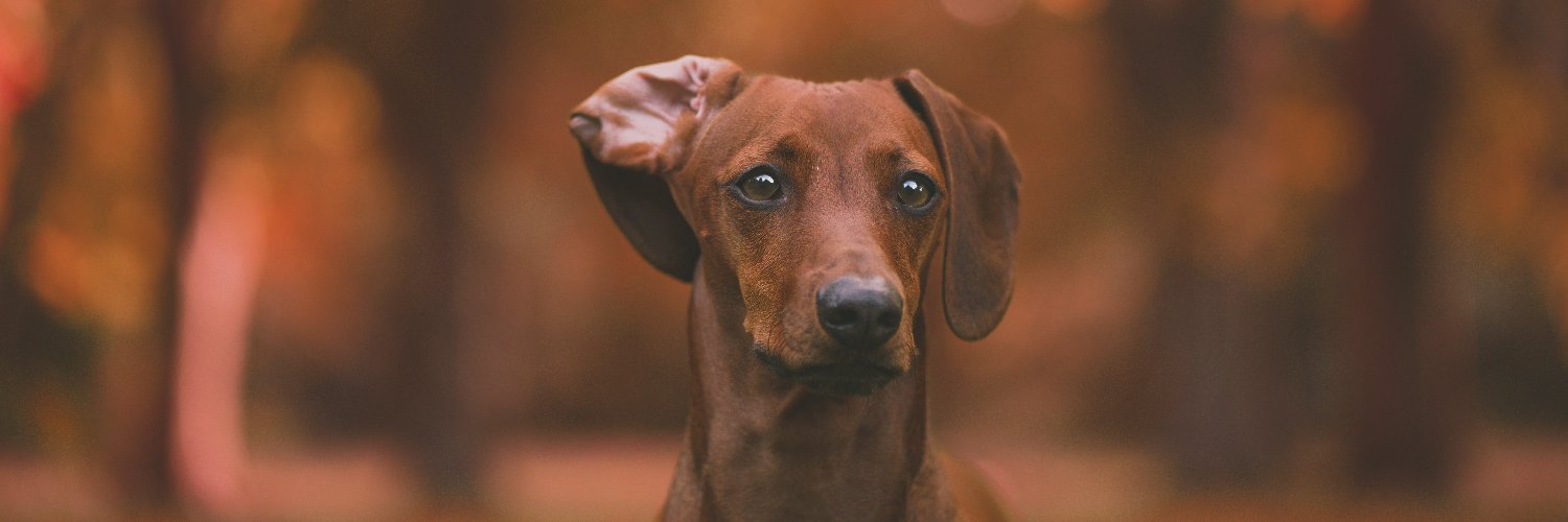 kodehund's profile banner image