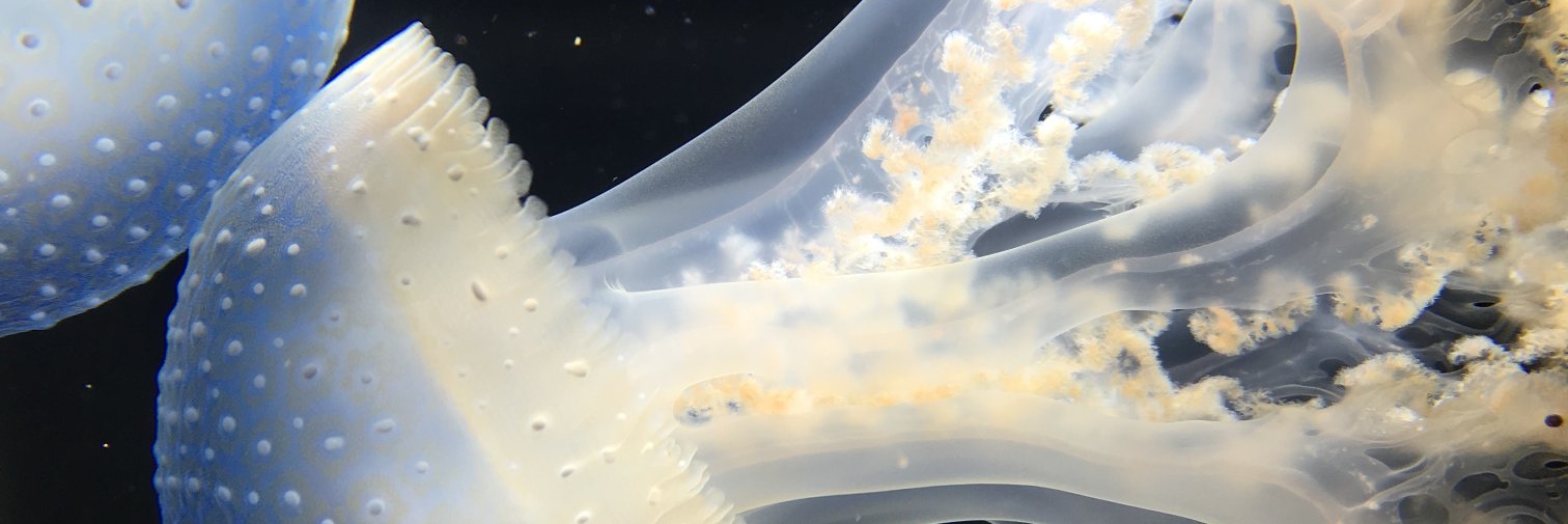 SweetCaroline7's profile banner image