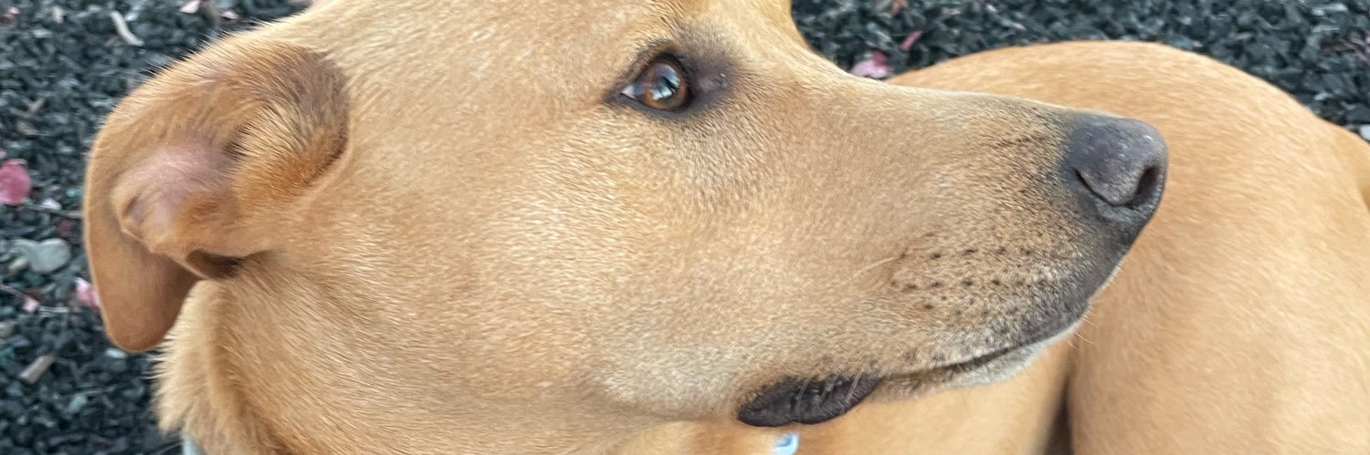 Venlafaxine Dream banner