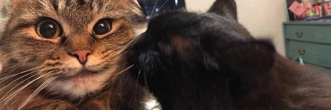 Maggdalene 🍉 banner