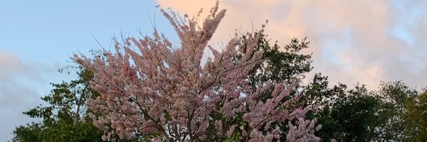 sleuthacademy Profile Banner