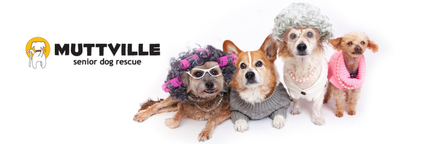 Muttville Senior Dog Rescue, San Francisco banner