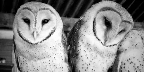 LMoscope's profile banner image