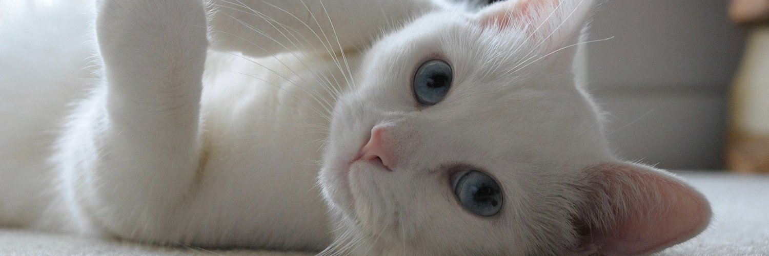 iam_snowball's profile banner image