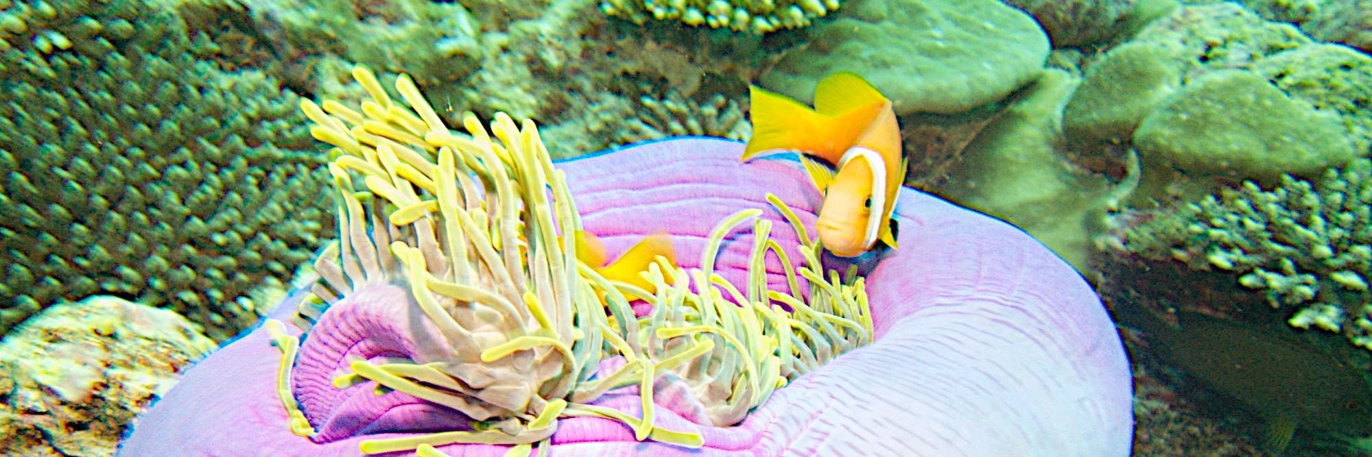DivemaniaScuba's profile banner image