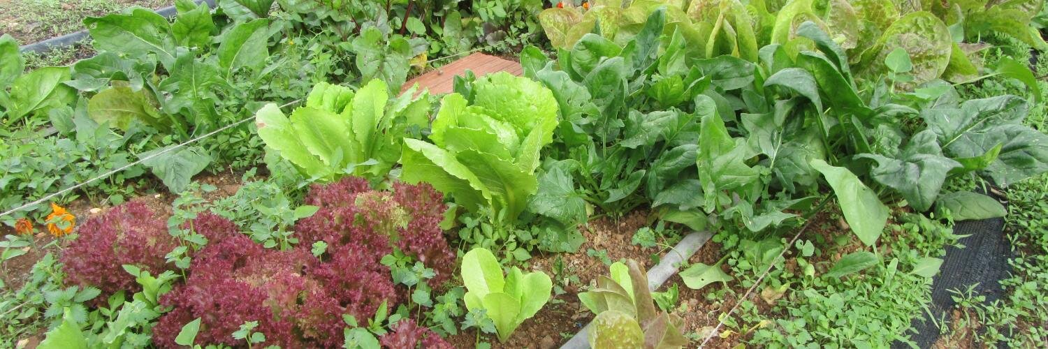 Tarsicio Suárez banner