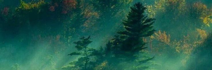 lone_wolfie👑🐺 banner
