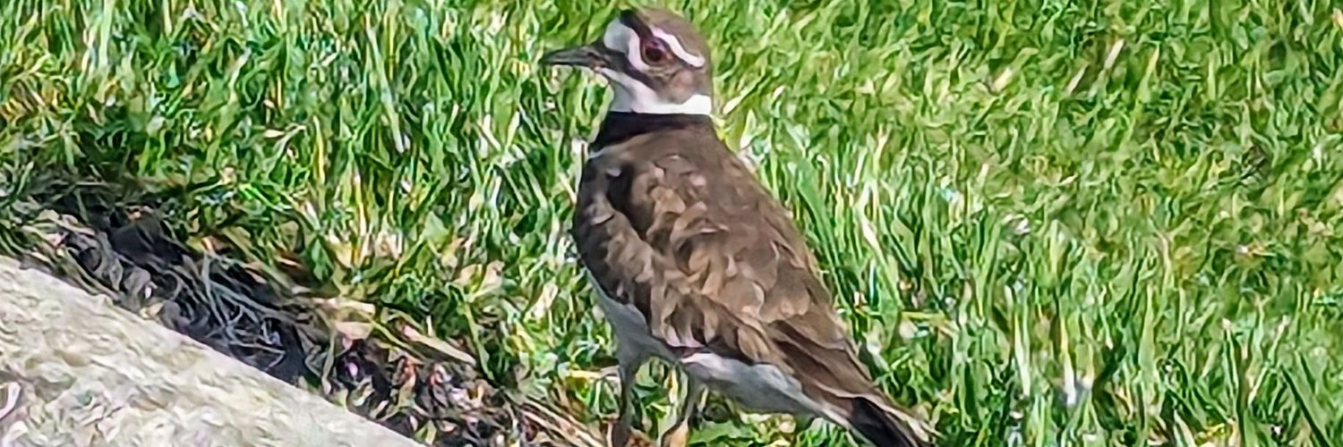 Reds 'Sporto' Bergamo banner