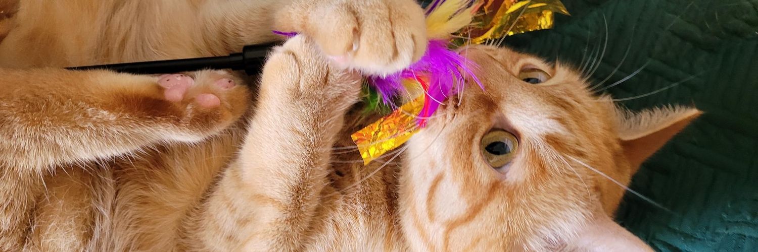 RiverSongCat's profile banner image