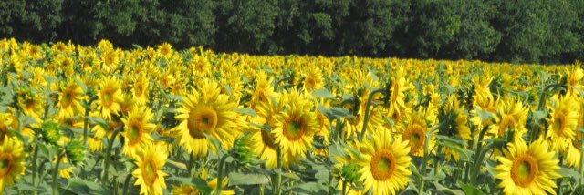 Melissa Brymer banner