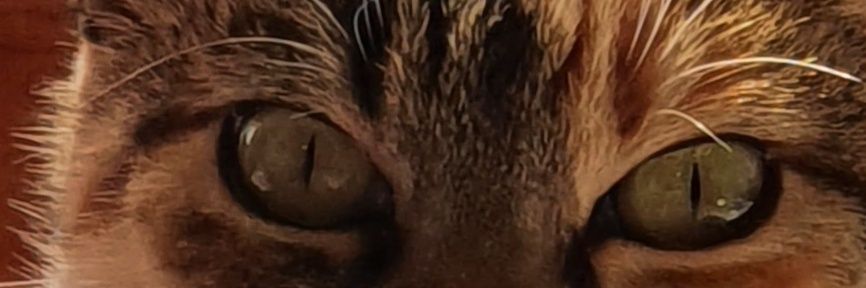 elesanr's profile banner image