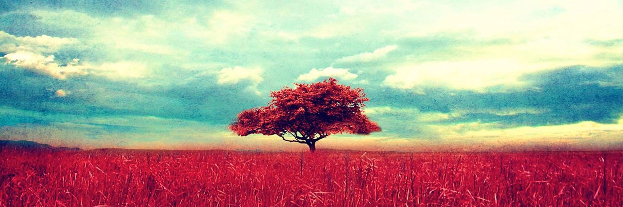 Kathleen Bell ABC SCMP banner