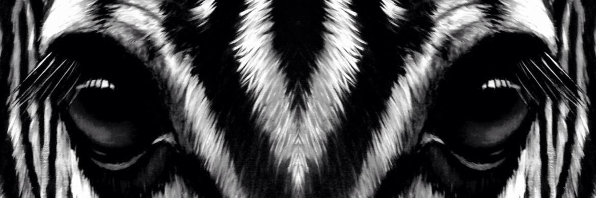 Zebraskin_drum's profile banner image