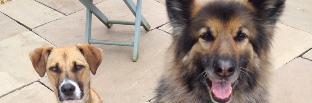brawpaws's profile banner image