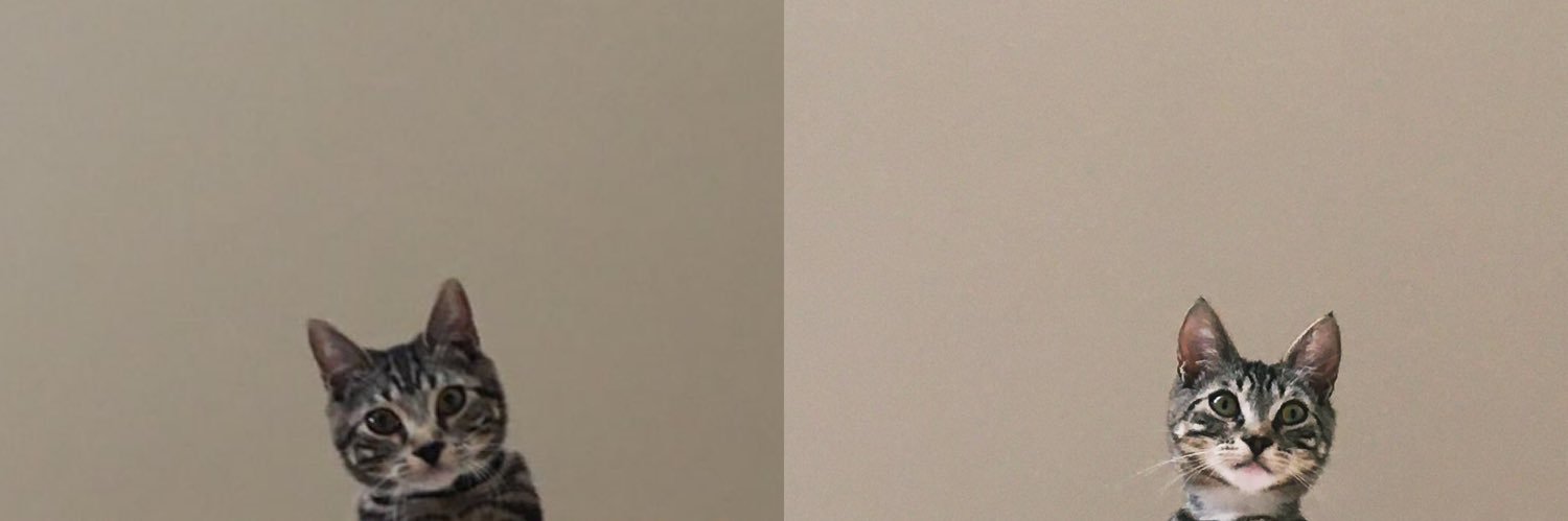 shan ˘͈ᵕ˘͈ |HANDONG SAID MY CAT IS CUTE♡ banner