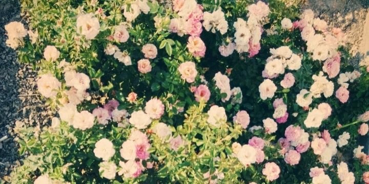 Nalan_159's profile banner image