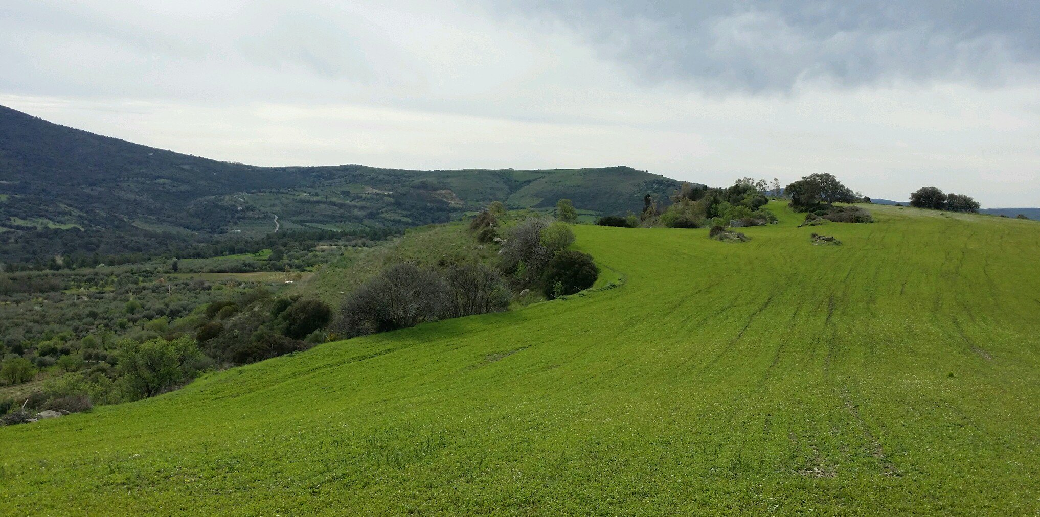 Albina Bianca Maria banner