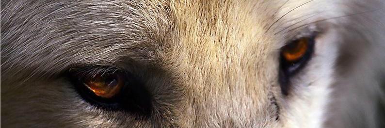 TheVapingWolf's profile banner image