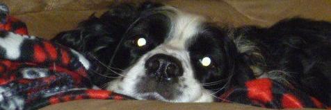 spaniels2x2's profile banner image