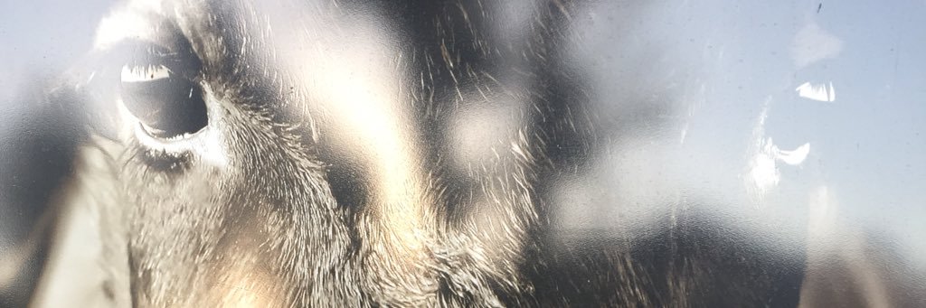 Mariskapoel's profile banner image