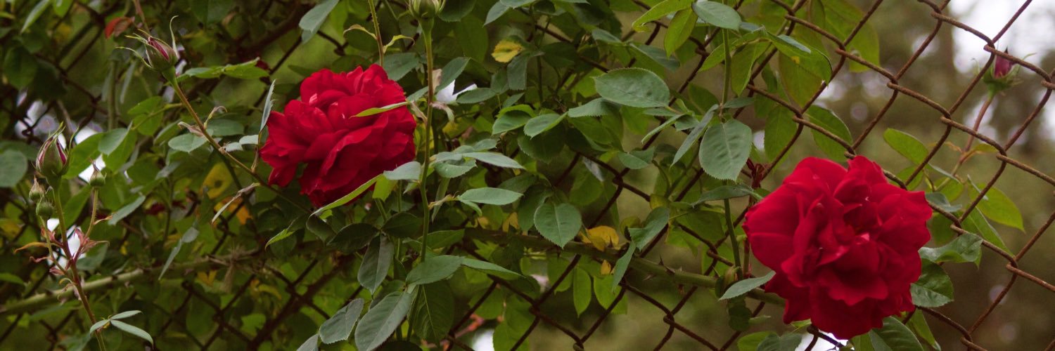 SurmanAmanda's profile banner image