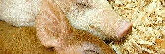 PigSanctuary's profile banner image