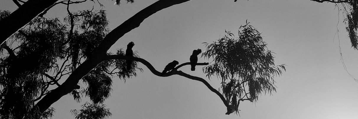 Jess_S_Strauss's profile banner image