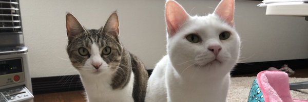 Creamy_Angel Profile Banner