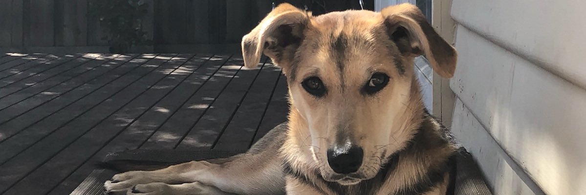 hibbertjs's profile banner image