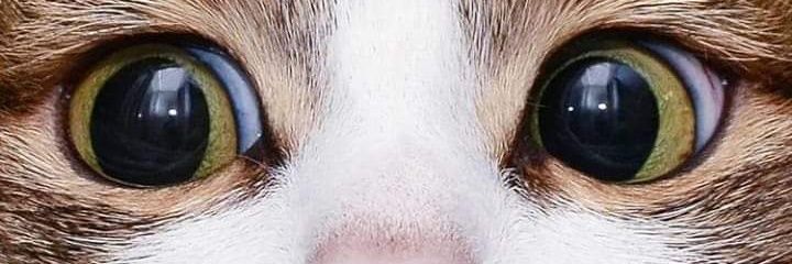 SajaYanet's profile banner image