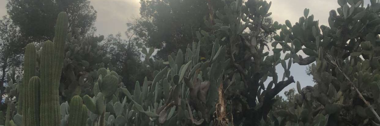 ScarGoddess's profile banner image