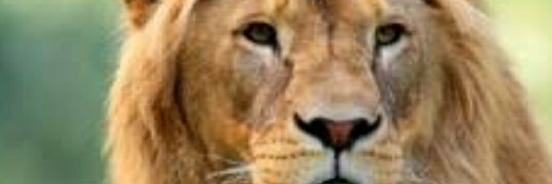 Adil_Dunya_'s profile banner image