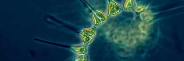 nannofood Profile Banner