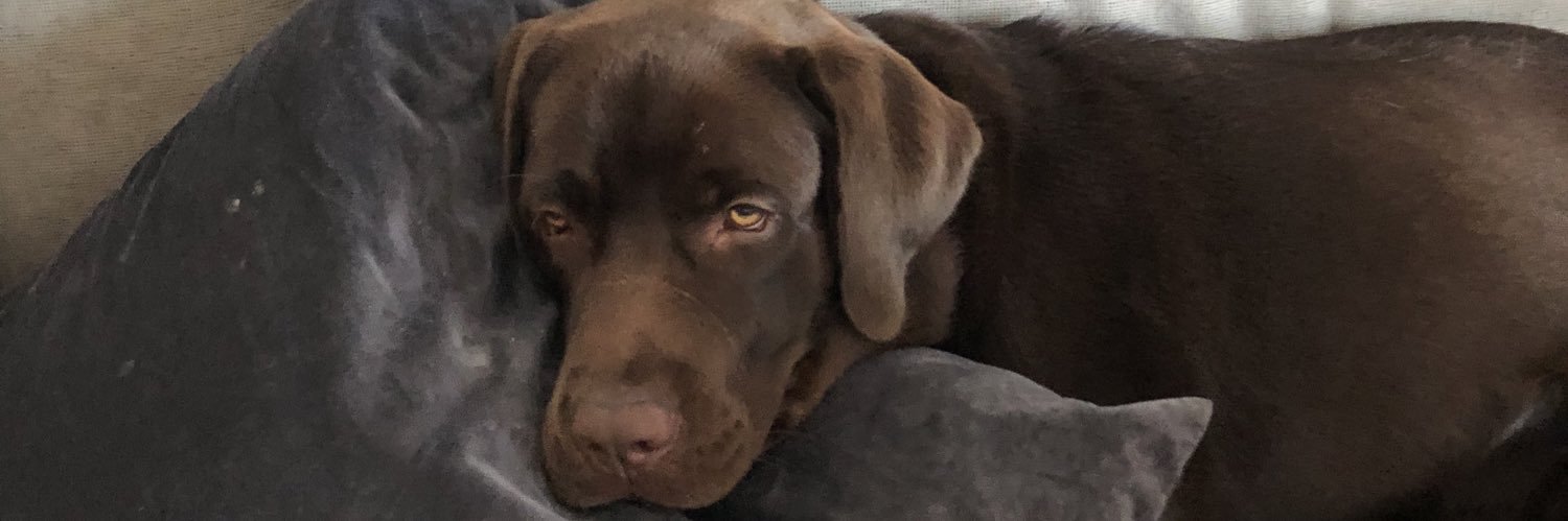 LadyDeeDee's profile banner image