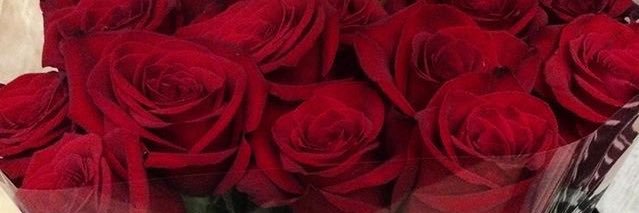 __alya____'s profile banner image