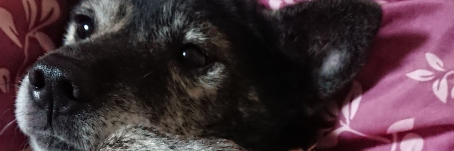 peyoppa's profile banner image