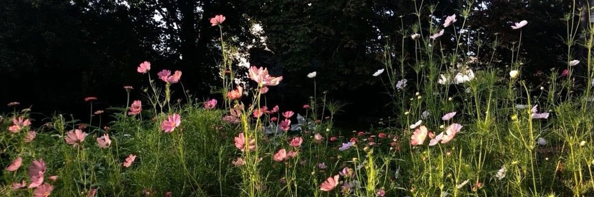 dzeemi's profile banner image