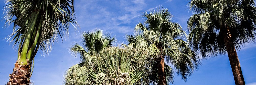 Two Bunch Palms banner