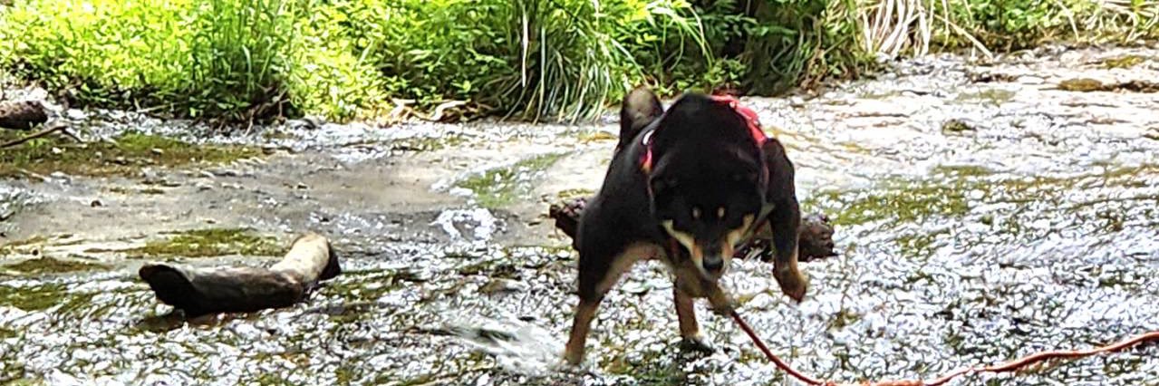 黒まめ_和気コス5/3 banner