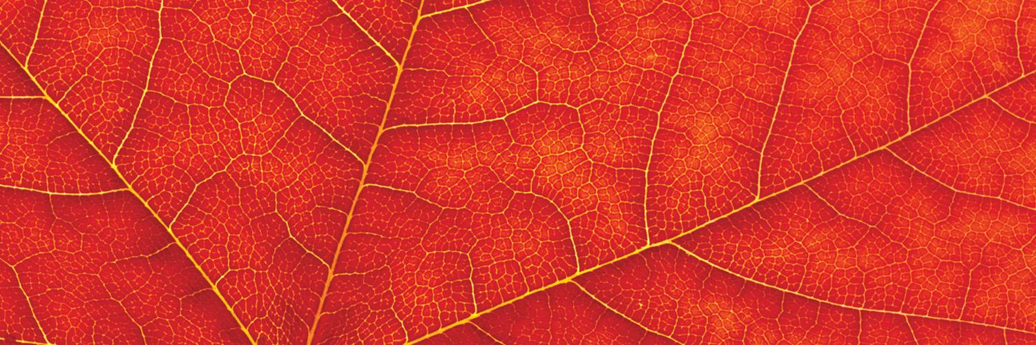 Laurier Kinesiology banner