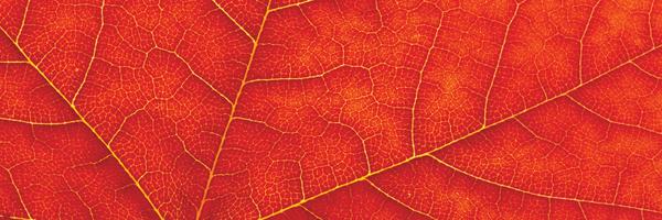 LaurierKin Profile Banner