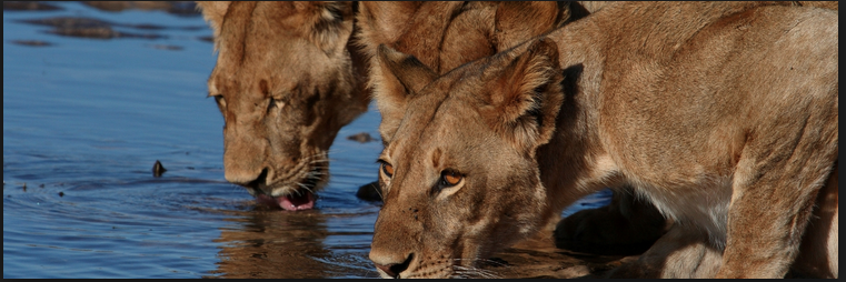 Ban Canned Hunting banner