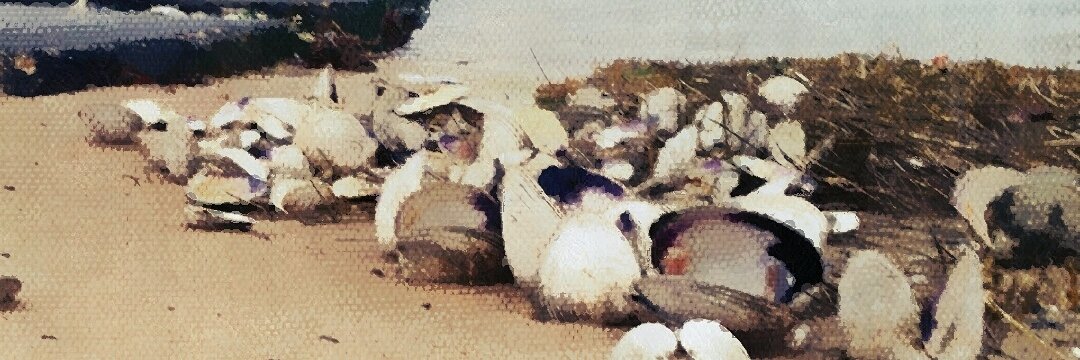 vividvisionspix's profile banner image