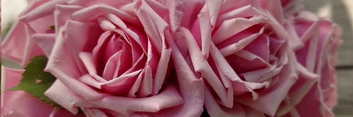 dr_mrcelik's profile banner image