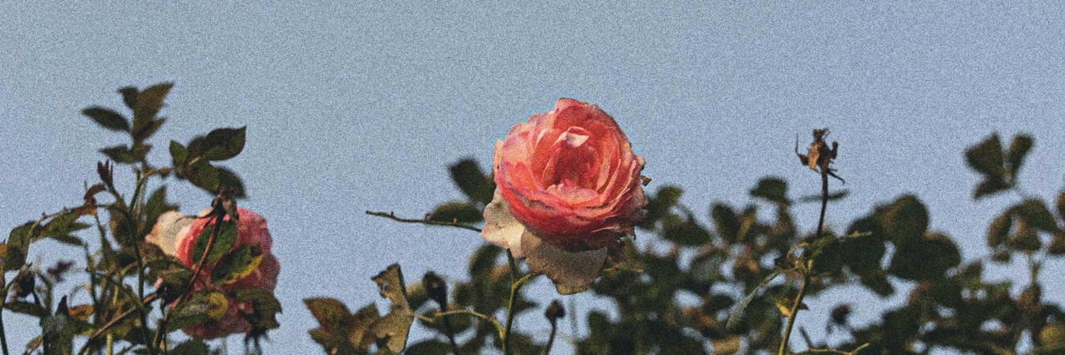 KS__0241's profile banner image