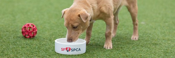 sfspca Profile Banner