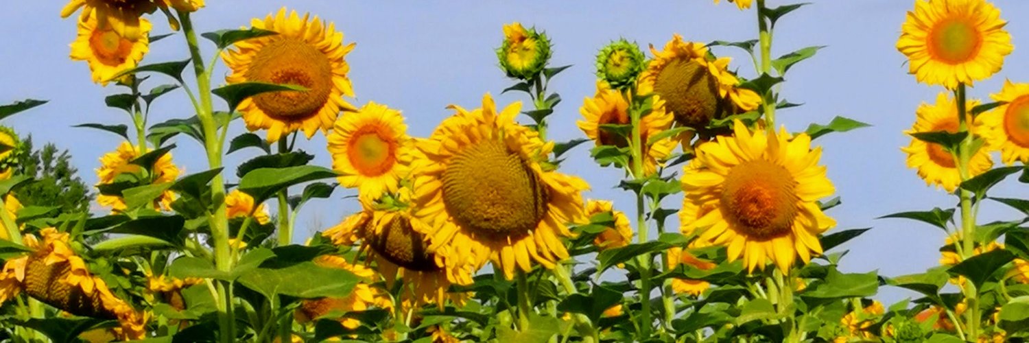 celestenciso's profile banner image