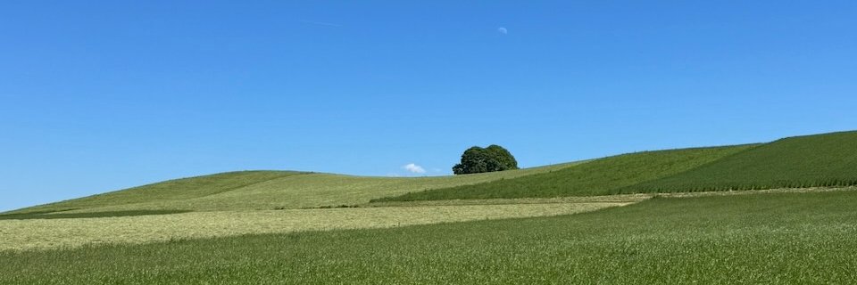 abelaie's profile banner image