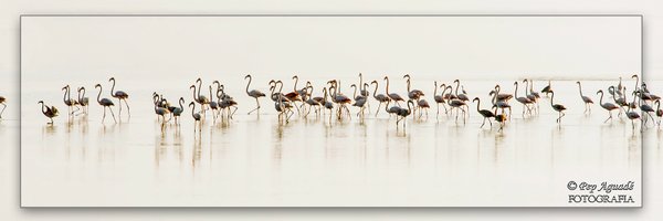 PepAguade Profile Banner